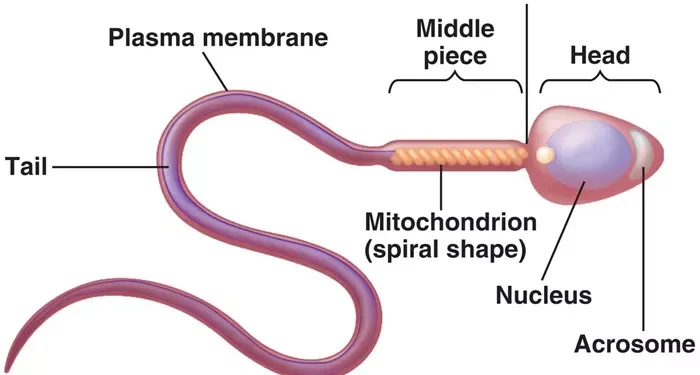 4 Common Causes of Male Fertility Problems