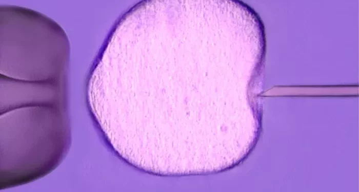 In Vitro Fertilization (IVF): Vitro Pregnancy You Need to Know